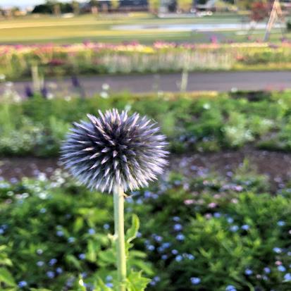 ルリタマアザミ