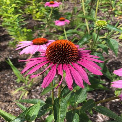 ムラサキバレンギク