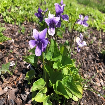 オオタチツボスミレ